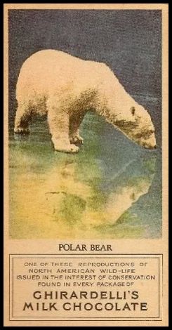 26 Polar Bear